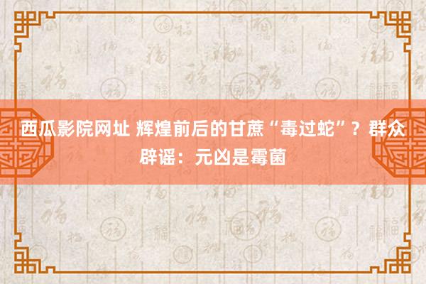 西瓜影院网址 辉煌前后的甘蔗“毒过蛇”？群众辟谣：元凶是霉菌